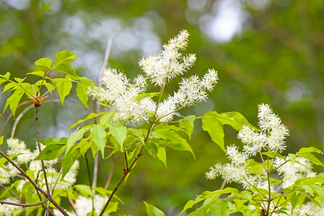 寒冷地におすすめのシンボルツリー:アオダモ