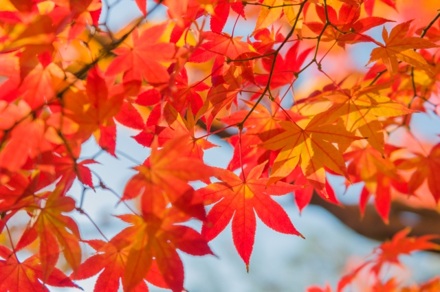 寒冷地におすすめのシンボルツリー:イロハモミジ