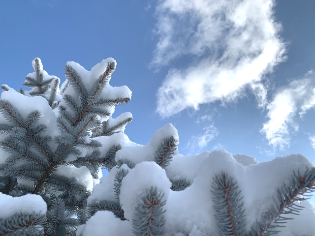 寒冷地におすすめのシンボルツリー