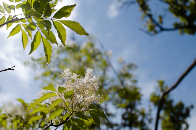寒冷地におすすめのシンボルツリー:アオダモ