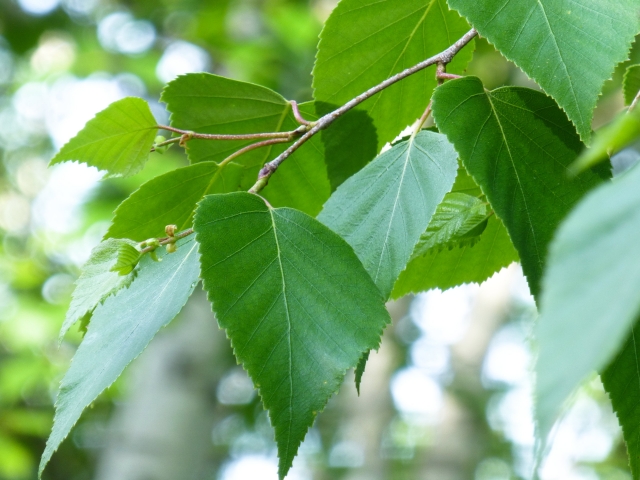寒冷地におすすめのシンボルツリー:シラカバ‘ジャクモンティー’