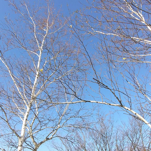 寒冷地におすすめのシンボルツリー：シラカバ‘ジャクモンティー’