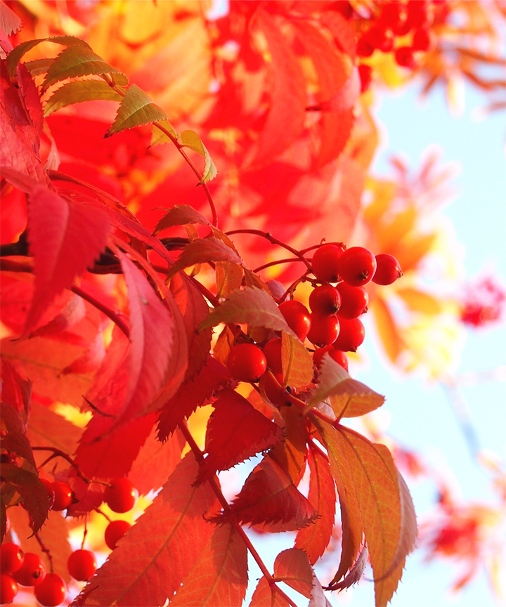 寒冷地におすすめのシンボルツリー:ナナカマド