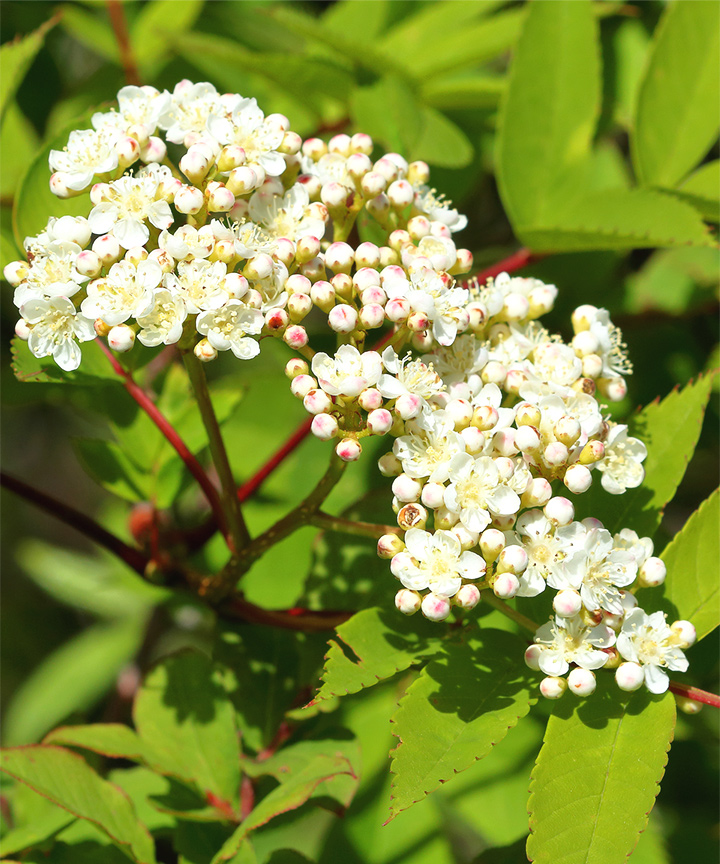 寒冷地におすすめのシンボルツリー:ナナカマド