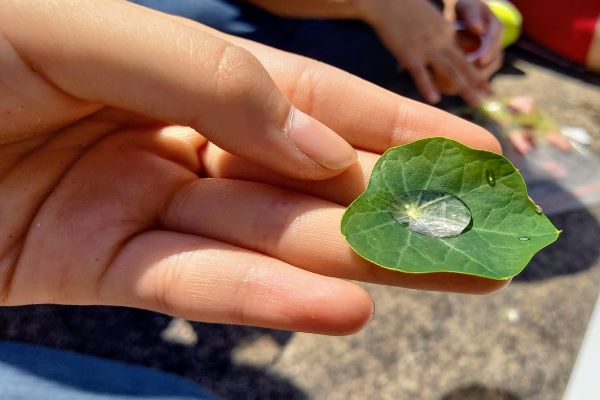 子どもが喜ぶお庭の植物：ミント：レモンバーム：ナスタチューム
