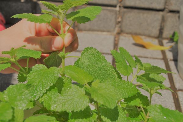 子どもが喜ぶお庭の植物：レモンバーム