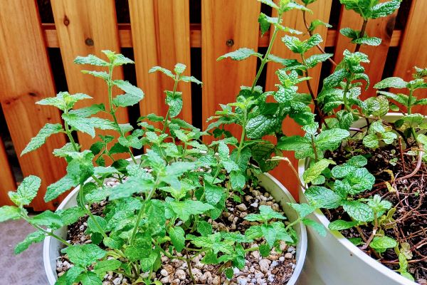 子どもが喜ぶお庭の植物：ミント