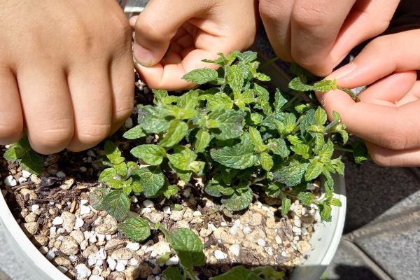 子どもが喜ぶお庭の植物：ミント：レモンバーム：ナスタチューム