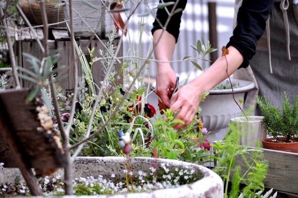 初心者でもできる剪定ばさみの手入れ方法：手入れされた剪定ばさみでガーデニングを楽しく行う