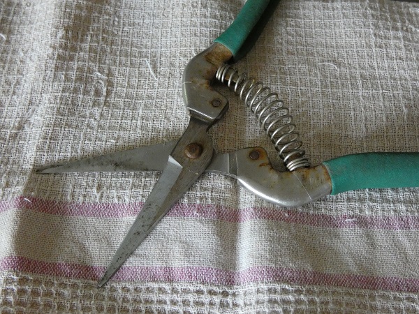 初心者でもできる剪定ばさみの手入れ方法：剪定ばさみ