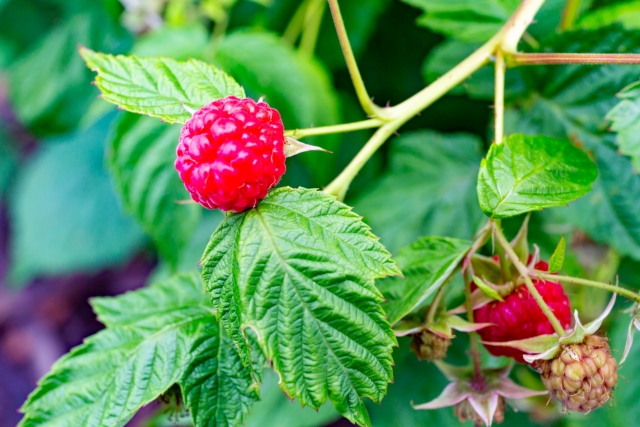 ラズベリー