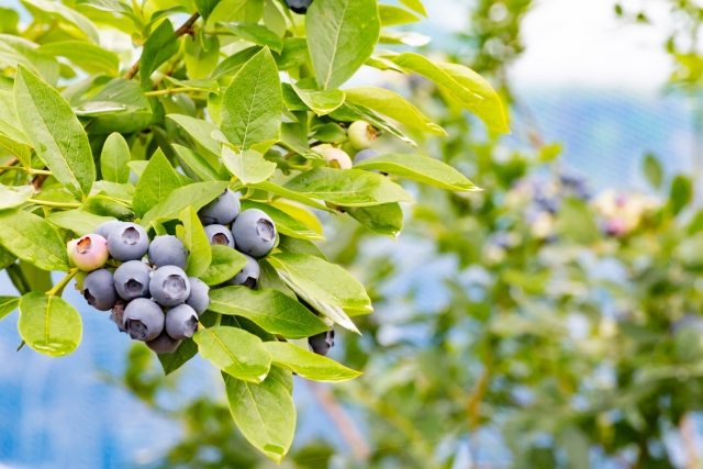 ブルーベリー