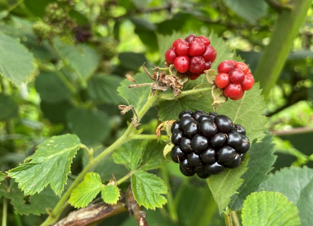 ブラックベリー