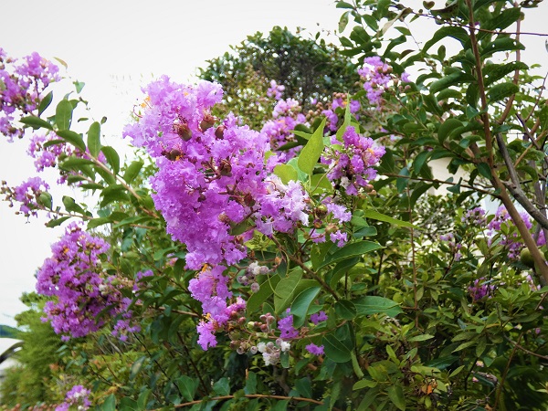 長期で花が楽しめるサルスベリ：サルスベリのディアパープル