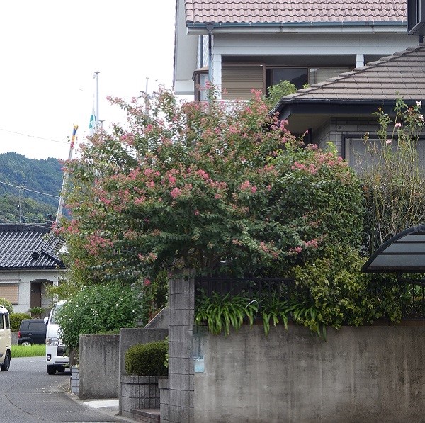 長期で花が楽しめるサルスベリ：自然樹形で整うサルスベリ