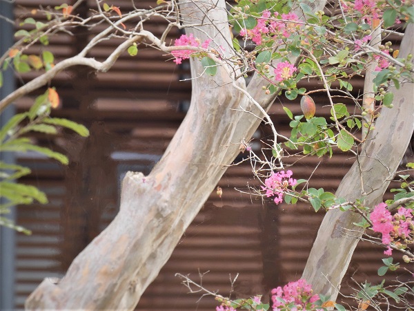 長期で花が楽しめるサルスベリ：サルスベリのつるつるとした幹肌