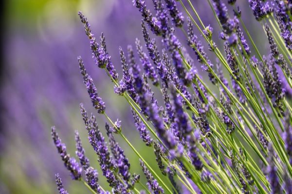 ハーブ寄せ植え:ラベンダー