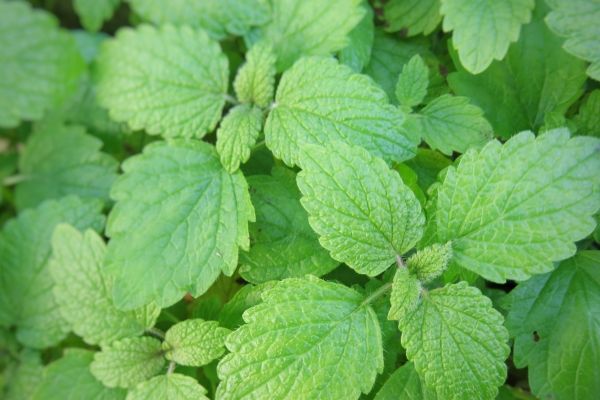 ハーブ寄せ植え:レモンバーム