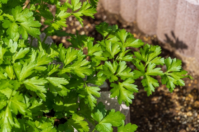 ハーブ寄せ植え:イタリアンパセリ