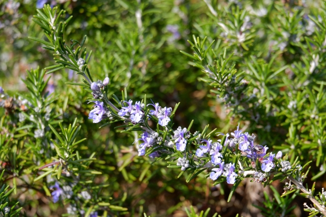 ハーブ寄せ植え:ローズマリー