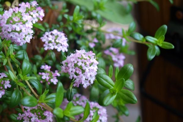 ハーブ寄せ植え:コモンタイム