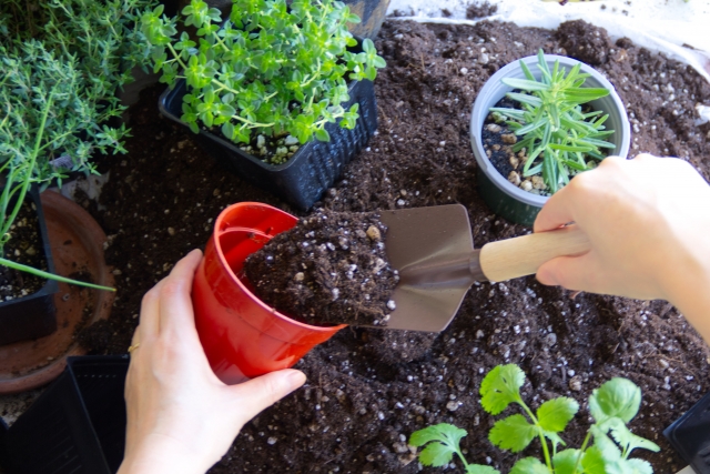 ハーブ寄せ植え:パパママセット