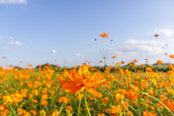 秋風に揺れるコスモス(秋桜)の楽しみ方:爽やかな空とキバナコスモス畑