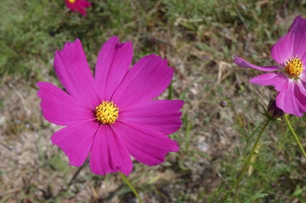 秋風に揺れるコスモス（秋桜）の楽しみ方：濃いピンク色のコスモス