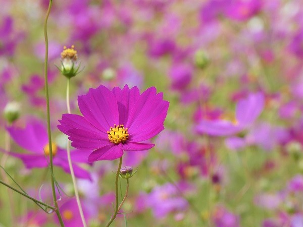 秋風に揺れるコスモス（秋桜）の楽しみ方：コスモスが咲き乱れる中で濃ピンクのコスモスにスポットを当てる