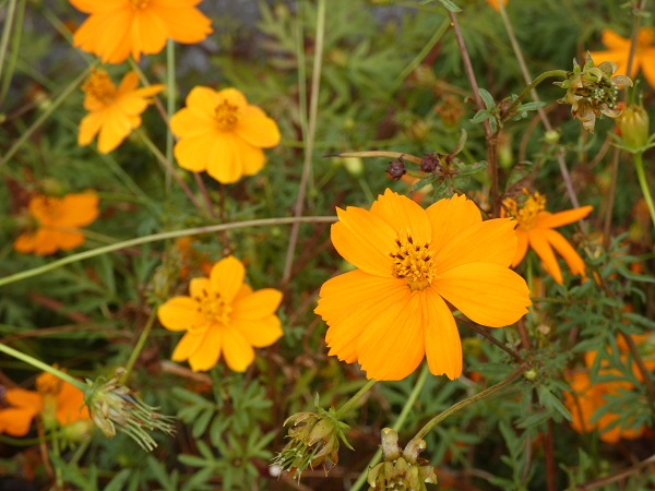 秋風に揺れるコスモス（秋桜）の楽しみ方：開花中のキバナコスモス