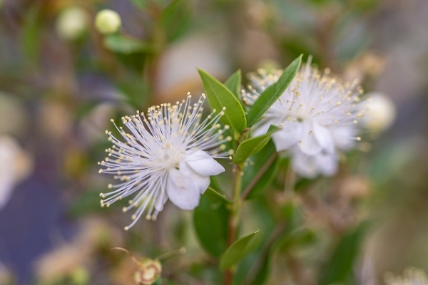 大きくならない常緑樹：ギンバイカの花のアップ