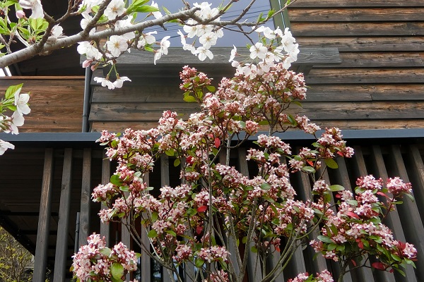 大きくならない常緑樹：玄関前でピンク色の花が咲き誇るヒメシャリンバイ