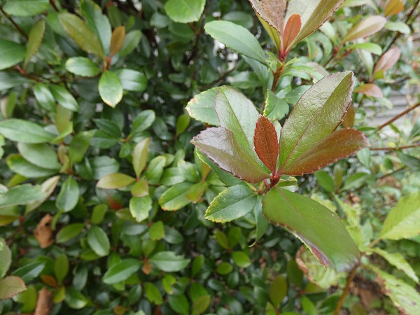 大きくならない常緑樹：ヒメシャリンバイの葉