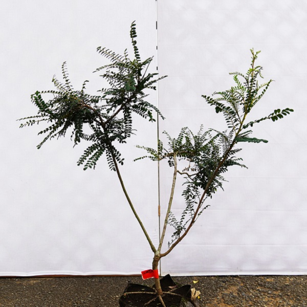 大きくならない常緑樹：ソフォラサンキング