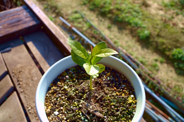 植え付けた果樹