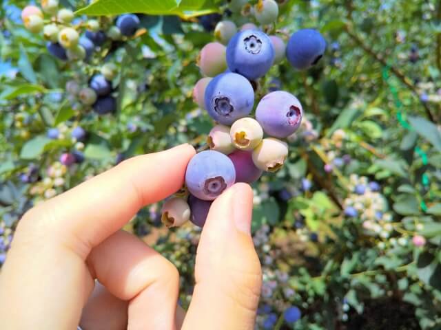 ブルーベリー