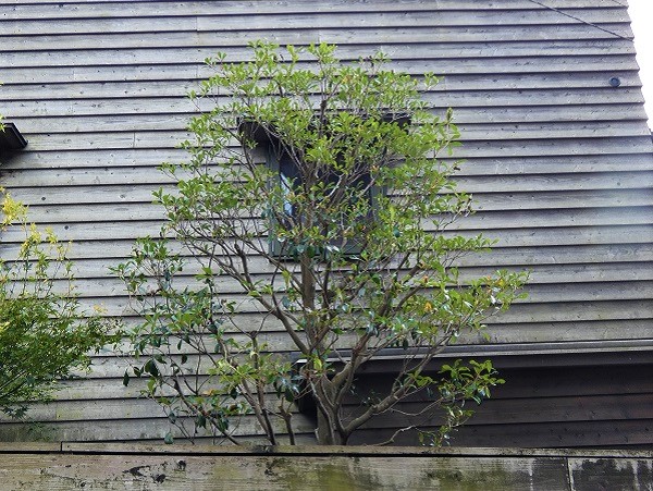 庭木剪定：剪定後のモッコク