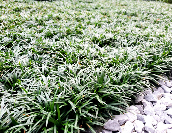 北海道や寒冷地でも植えられるグランドカバー:タマリュウ