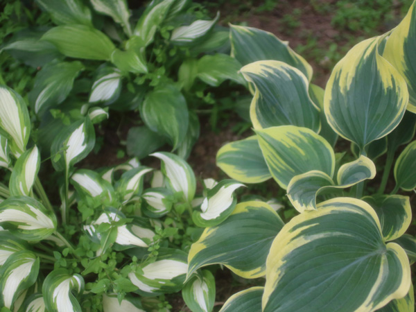 北海道や寒冷地でも植えられるグランドカバー:ギボウシ