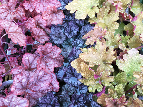 北海道や寒冷地でも植えられるグランドカバー:ヒューケラ