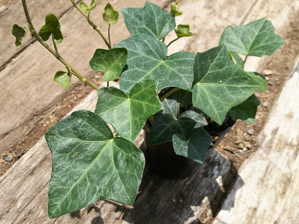 北海道や寒冷地でも植えられるグランドカバー:ヘデラヘリックス