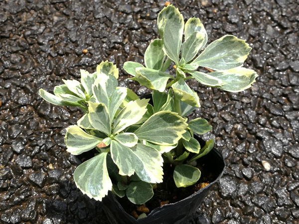 北海道や寒冷地でも植えられるグランドカバー:フイリフッキソウ