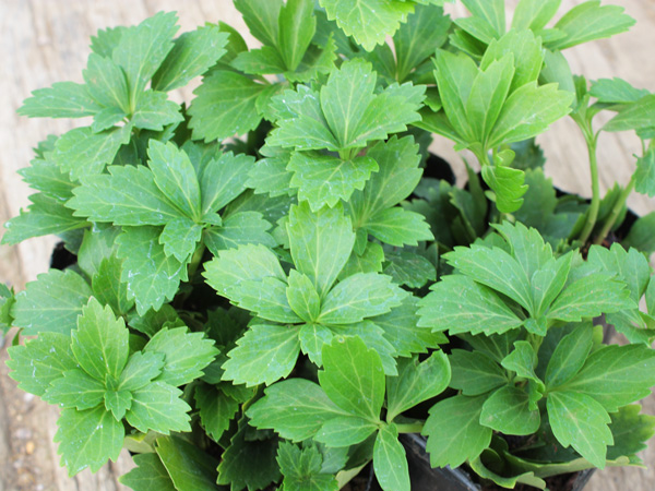 北海道や寒冷地でも植えられるグランドカバー