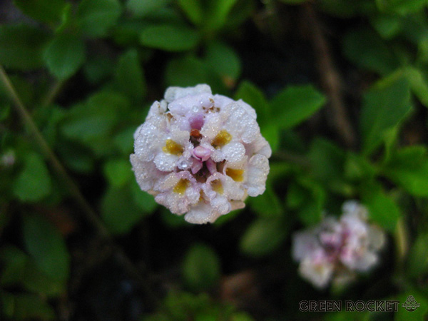 ヒメイワダレソウの花