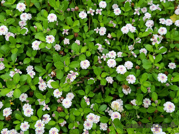 ヒメイワダレソウとは