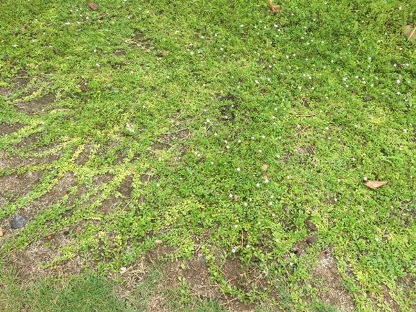 ヒメイワダレソウの特徴2:圧倒的な地被力と雑草抑制効果