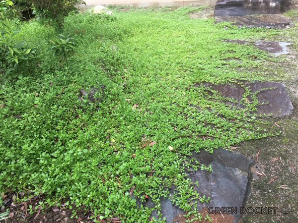 ヒメイワダレソウの特徴3:強い耐踏圧性