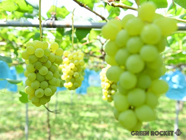 ジベレリン処理の方法