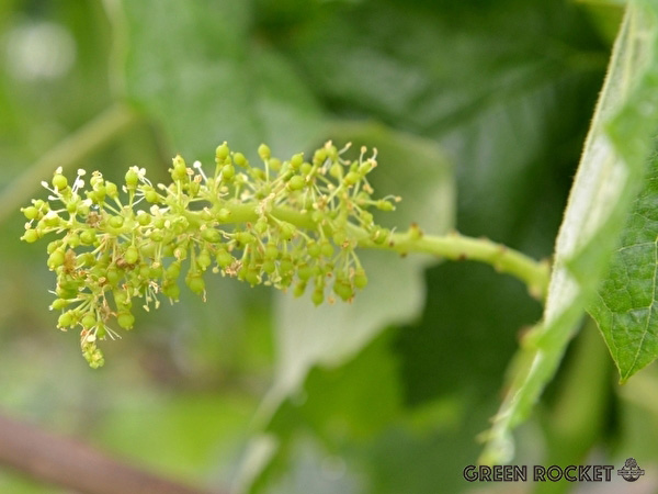ジベレリン処理のタイミング