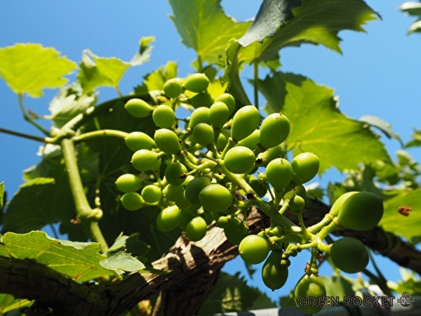 ２回目のジベレリン処理のタイミング